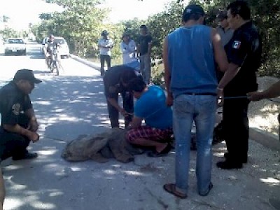 Cocodrile in Progreso Yucatan Mexico