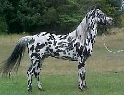 Horse Breeding in Yucatan Mexico