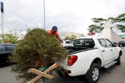 Recycling Christmas trees in Merida Yucatan Mexico