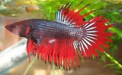 Ornamental Fish from Yucatan Mexico