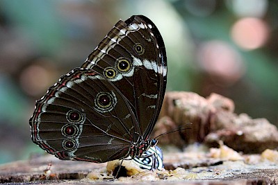 Blue Morpho Butterfly