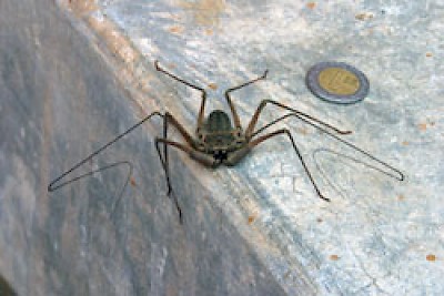 Tailless Whip Scorpion