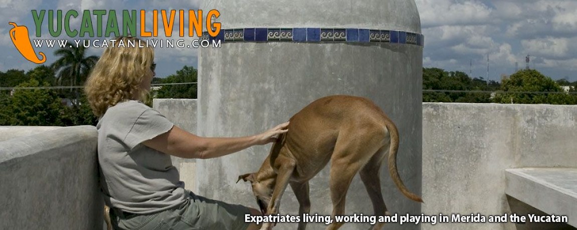 Building Our House VI